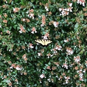 Meet your Posher, Mindy